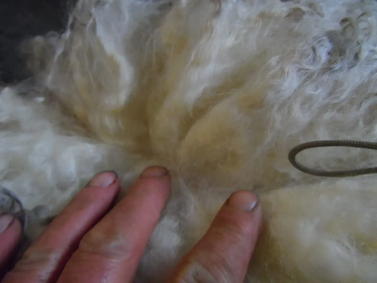 Billede 2 - Fåreuld i flot kvalitet.