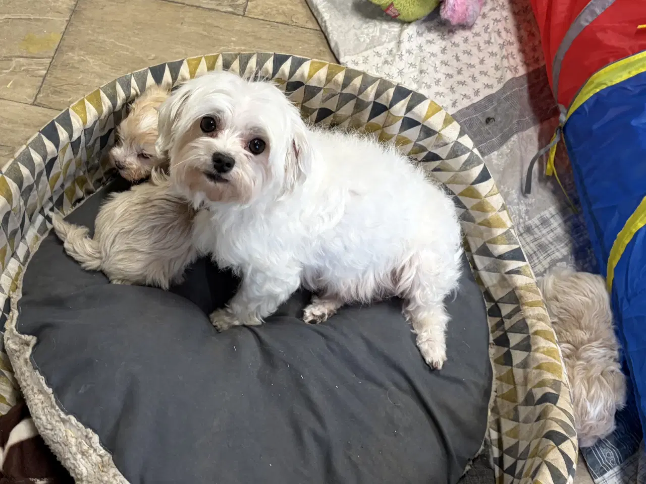 Billede 20 - Mini Maltipoo babyer 