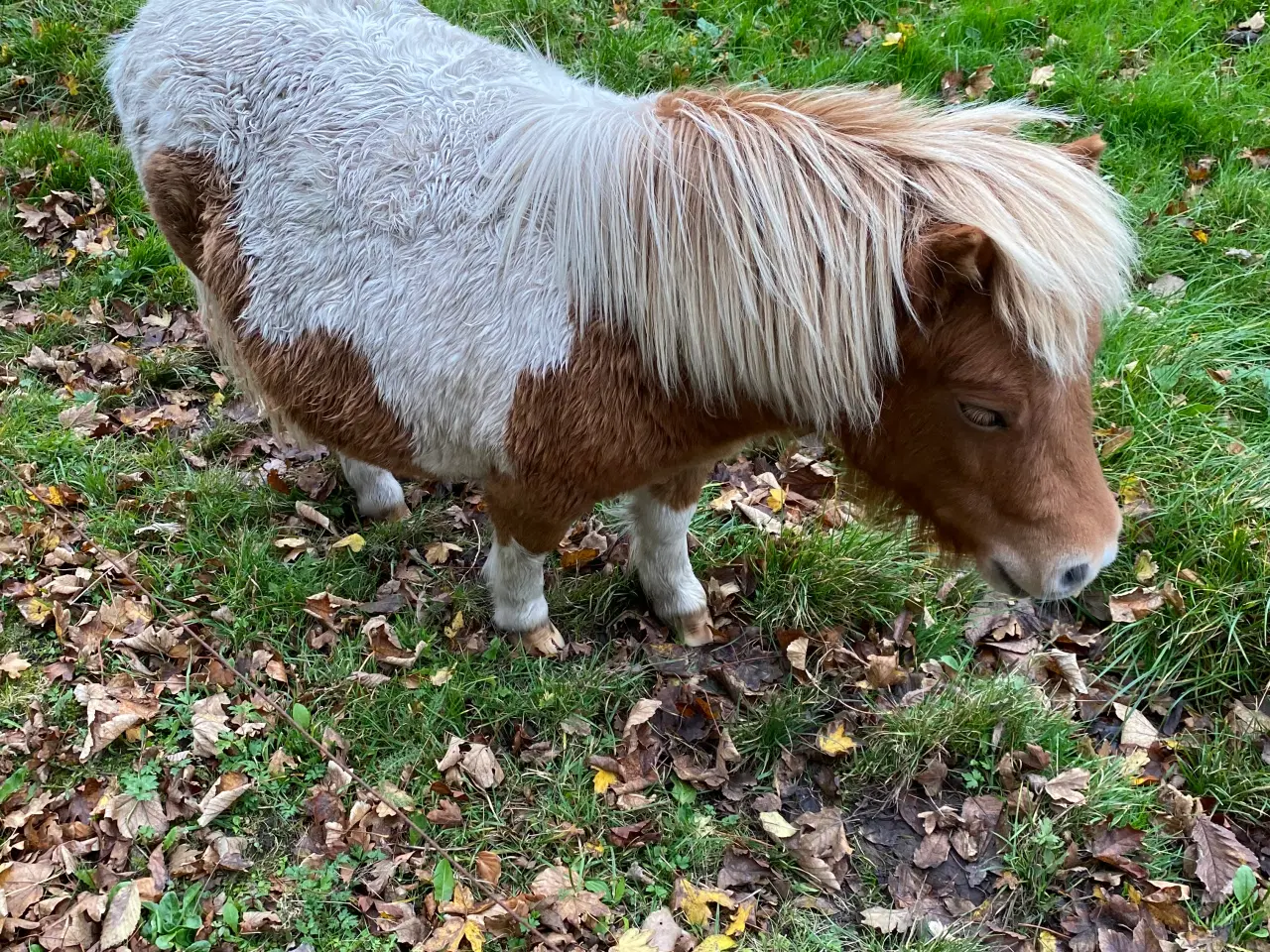 Billede 1 - Shetslandspony en dreng 1 år gammel 