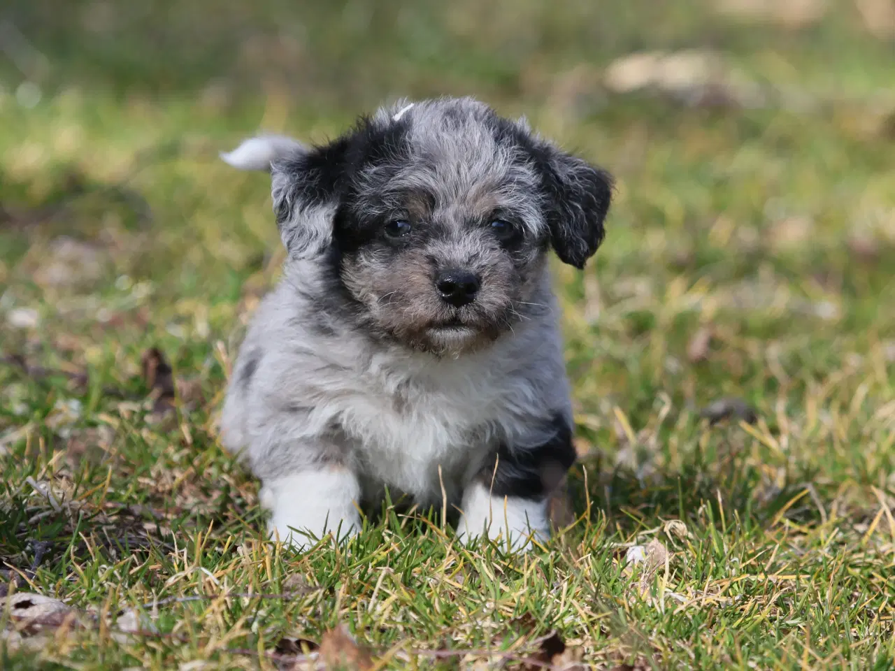 Billede 4 - Bichon havanais