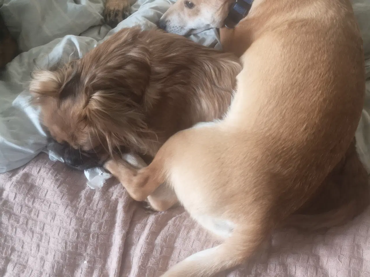 Billede 7 - Lækre paddy, i pleje i DK 