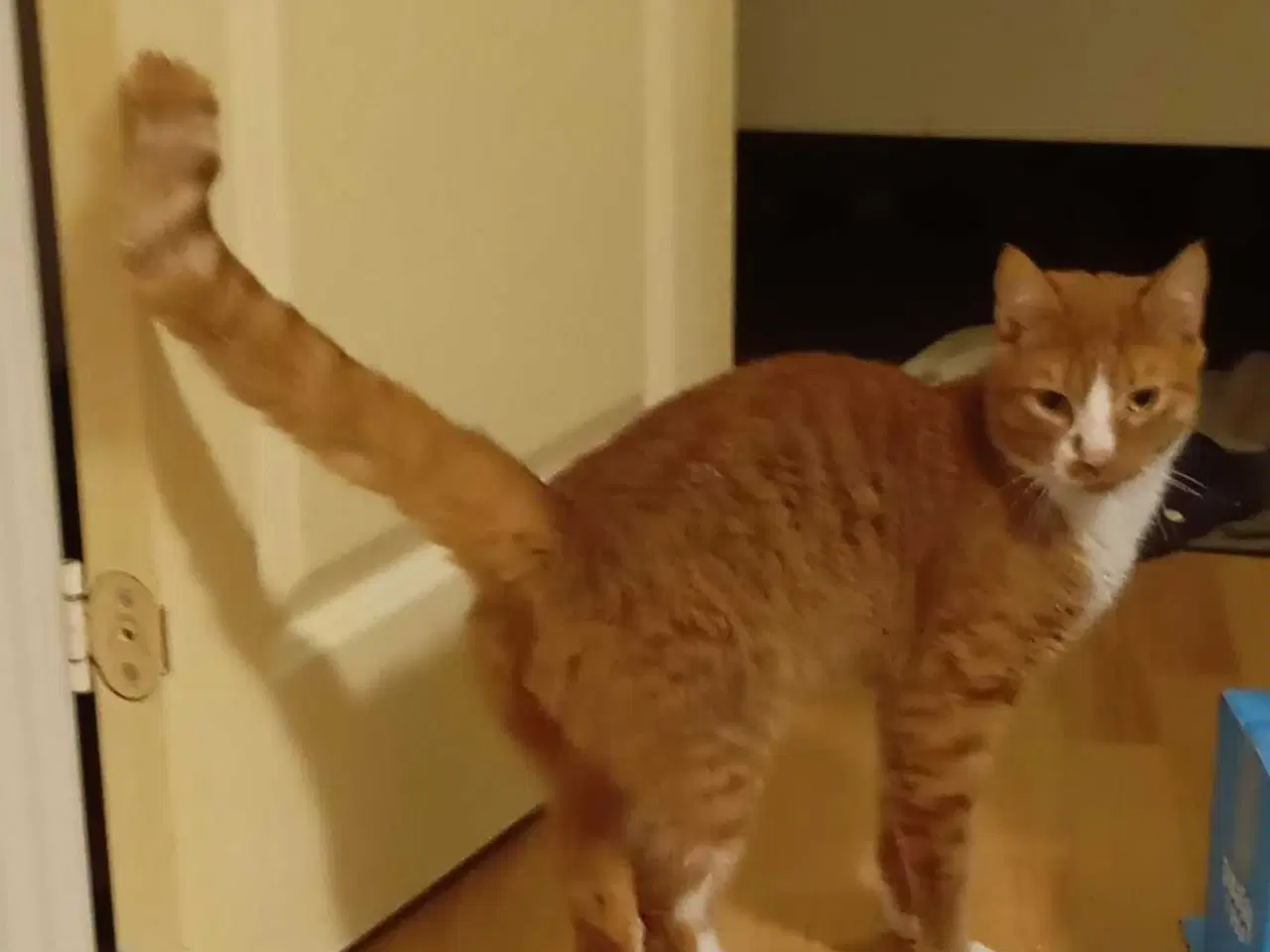 Billede 2 - Kastreret hankat