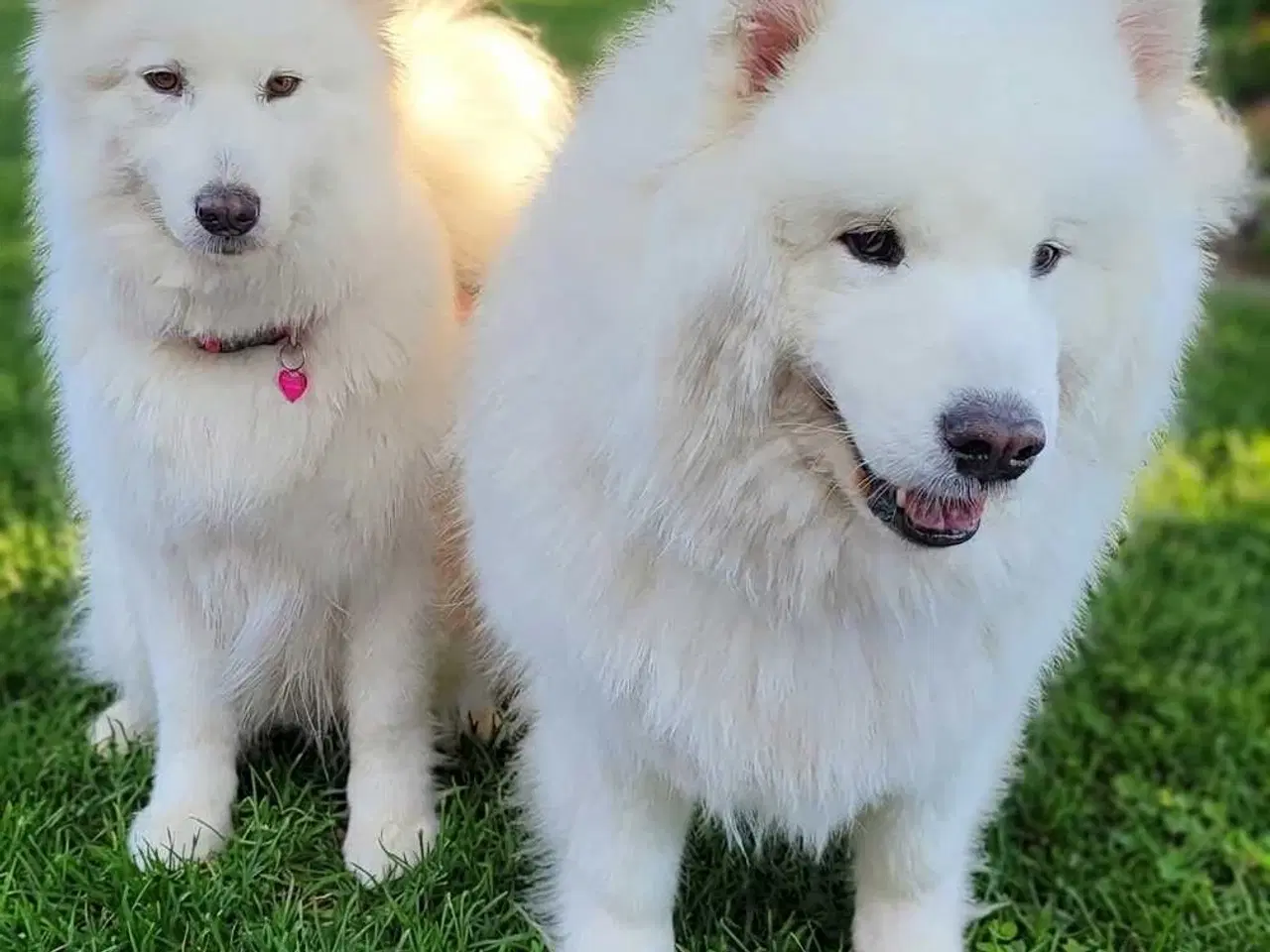 Billede 13 - Samojede hvalpe