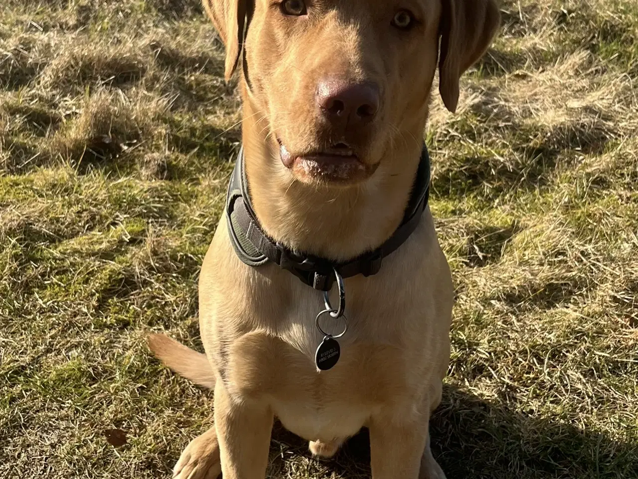 Billede 2 - Rød/gul labrador tilbydes til parring