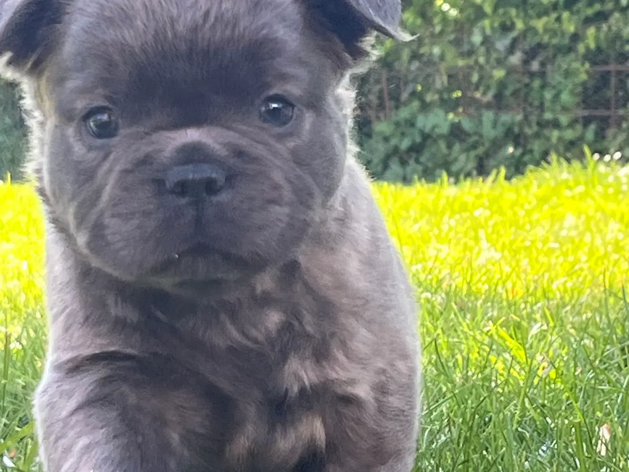 Billede 6 - Fluffy fransk bulldog med stamtavle