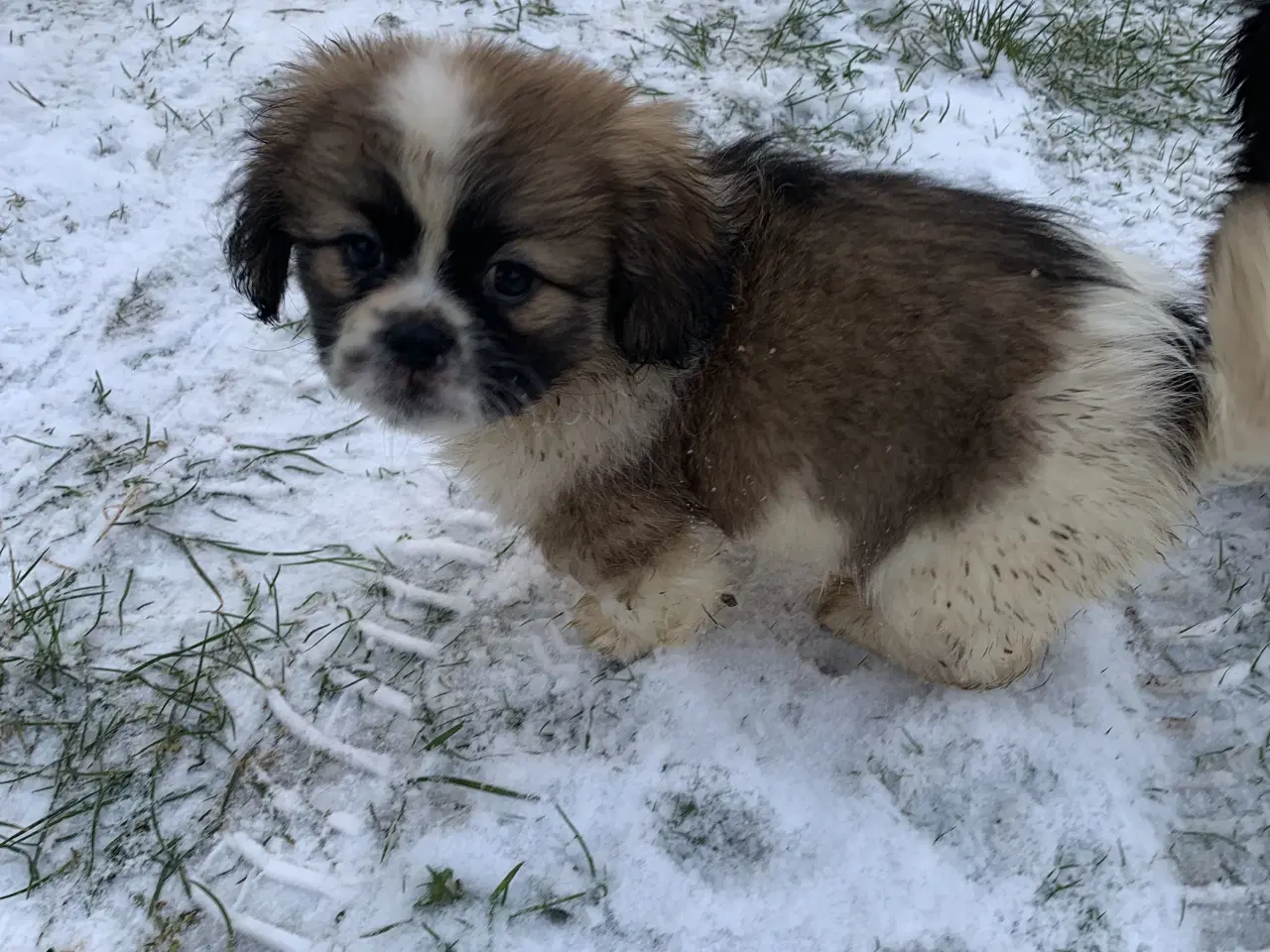 Billede 10 - Skønne blandings hvalpe 