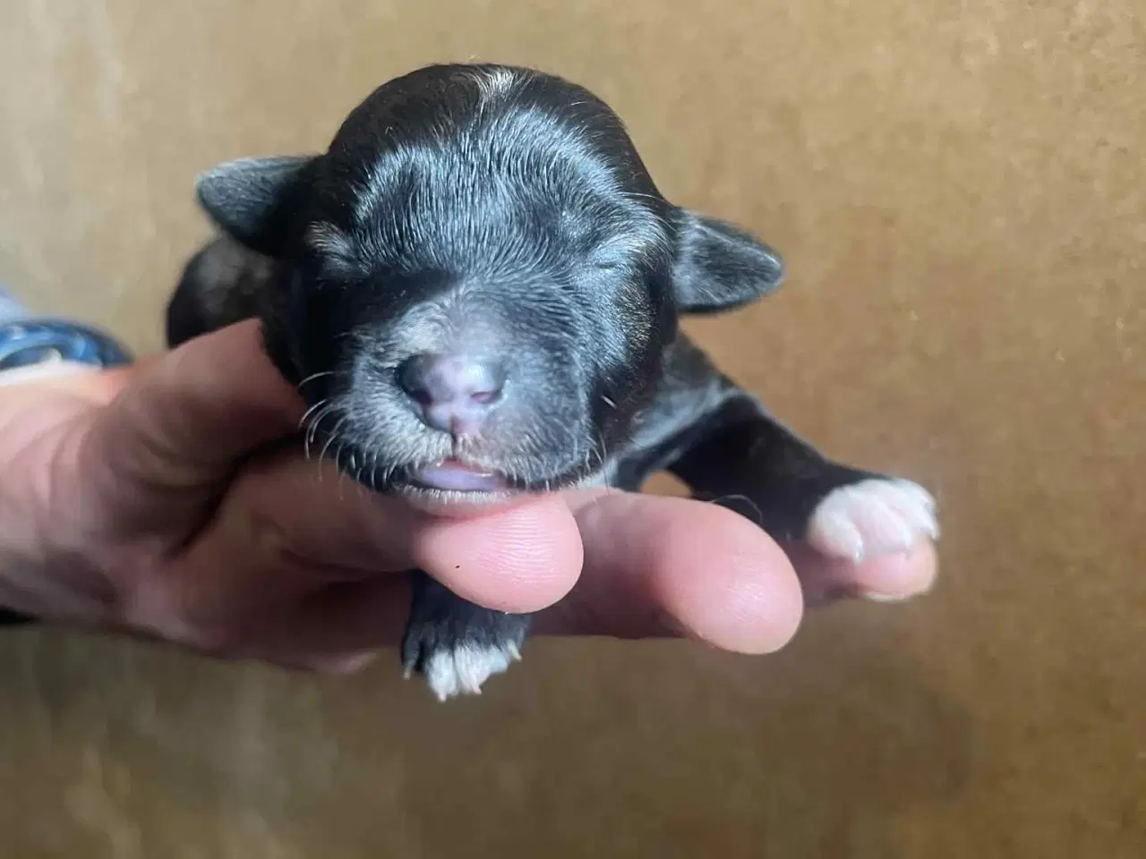 Billede 1 - Kun 1 tæve tilbage nu. små blandinger