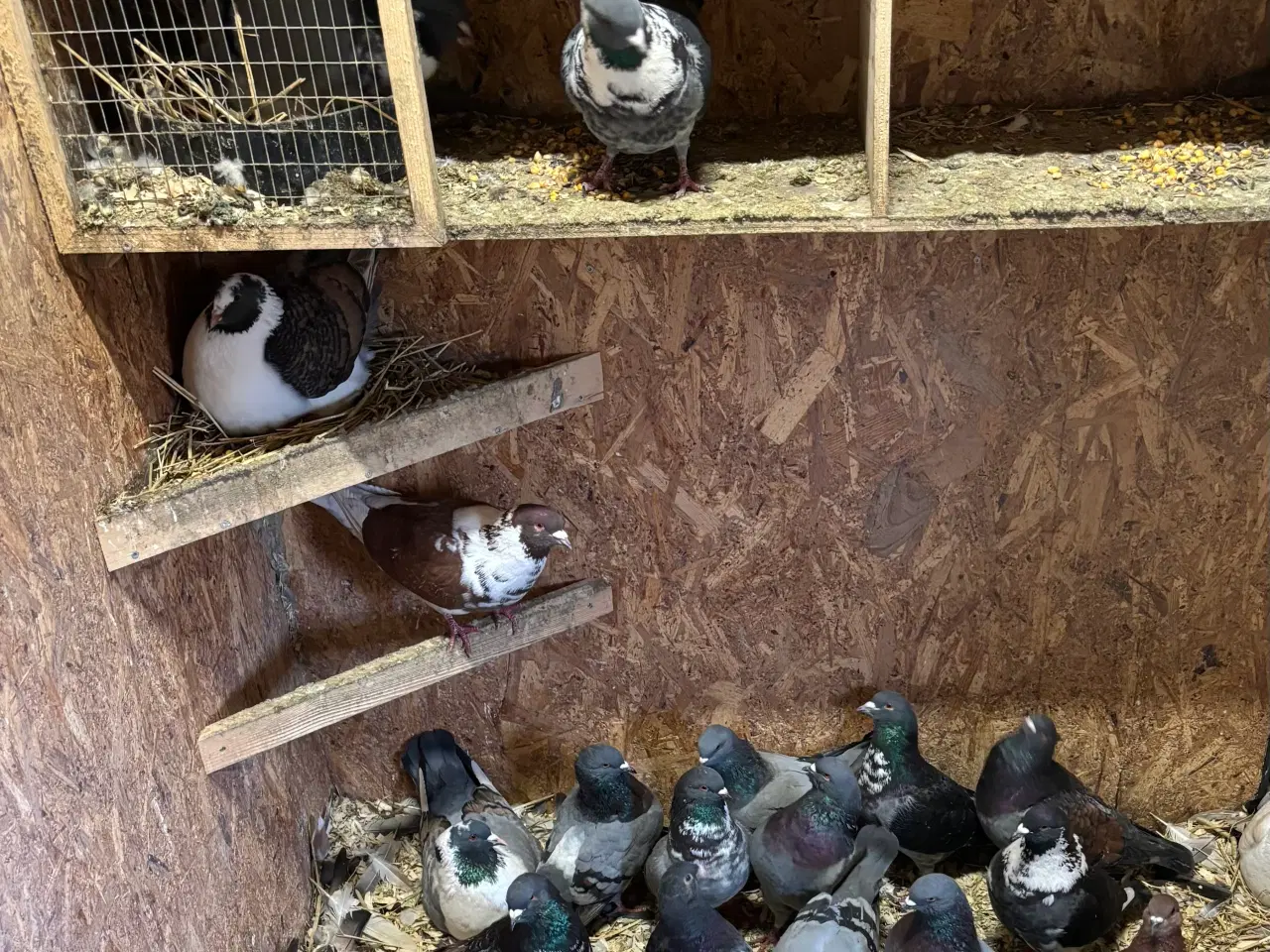 Billede 3 - Duer sælges