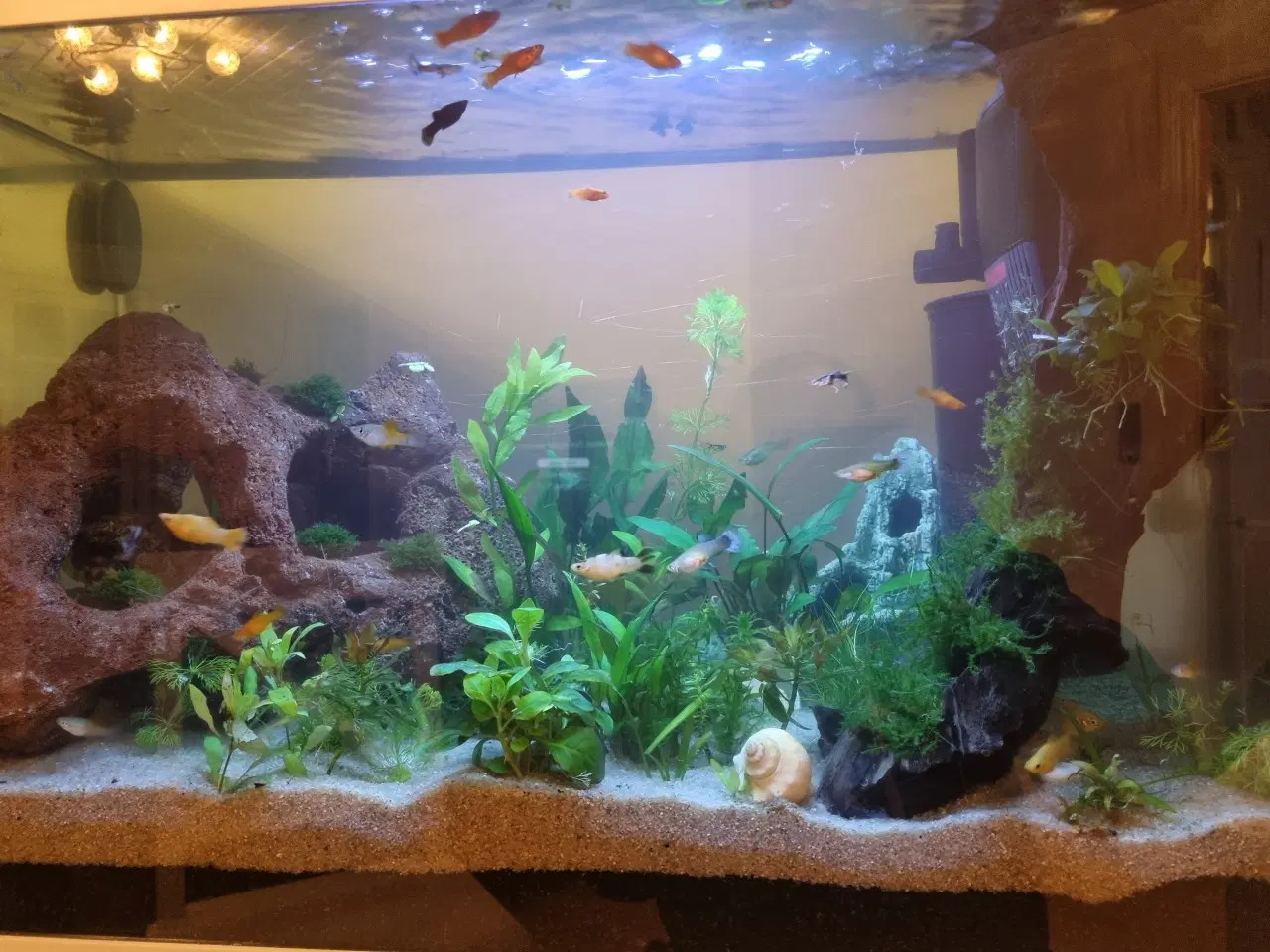 Billede 7 - Akvarium 100L SuperFish komplet setup 