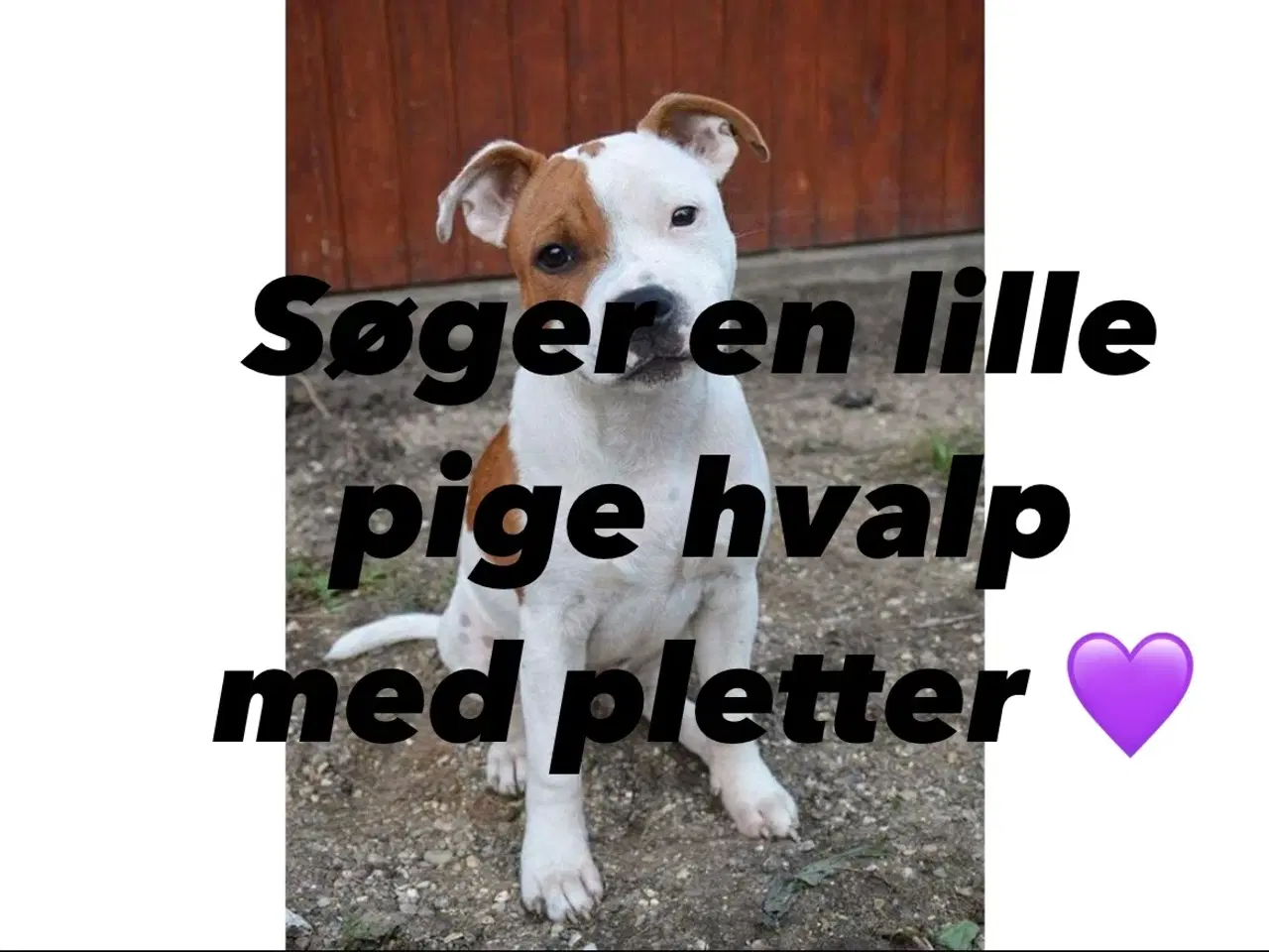 Billede 1 - Søger nogen som venter staff hvalpe 