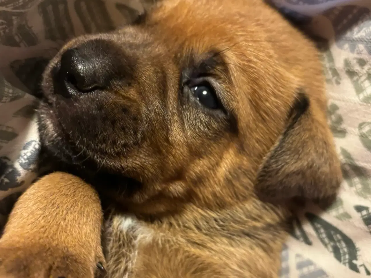 Billede 2 - FamilyGuardianMix - Love bombs 🩶💣