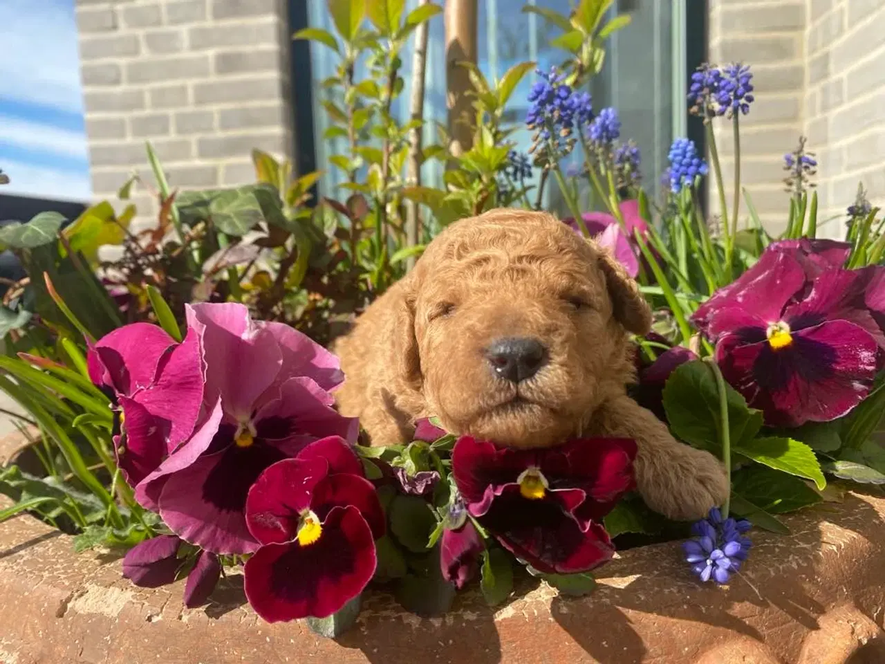 Billede 11 -  Smukke Goldendoodle mellem doodle hvalpe