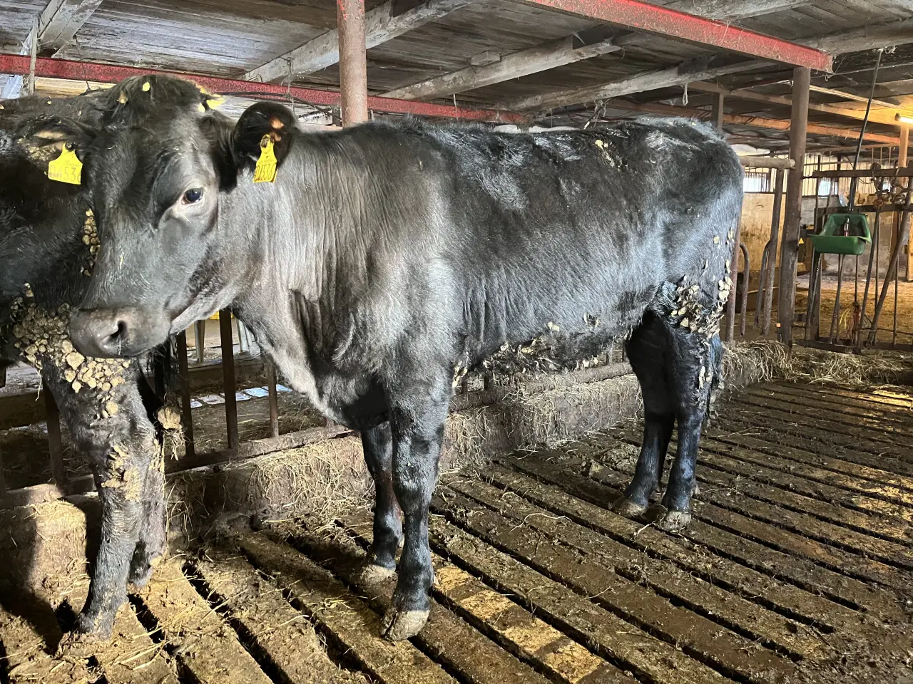 Billede 1 - Krydsnings kvier