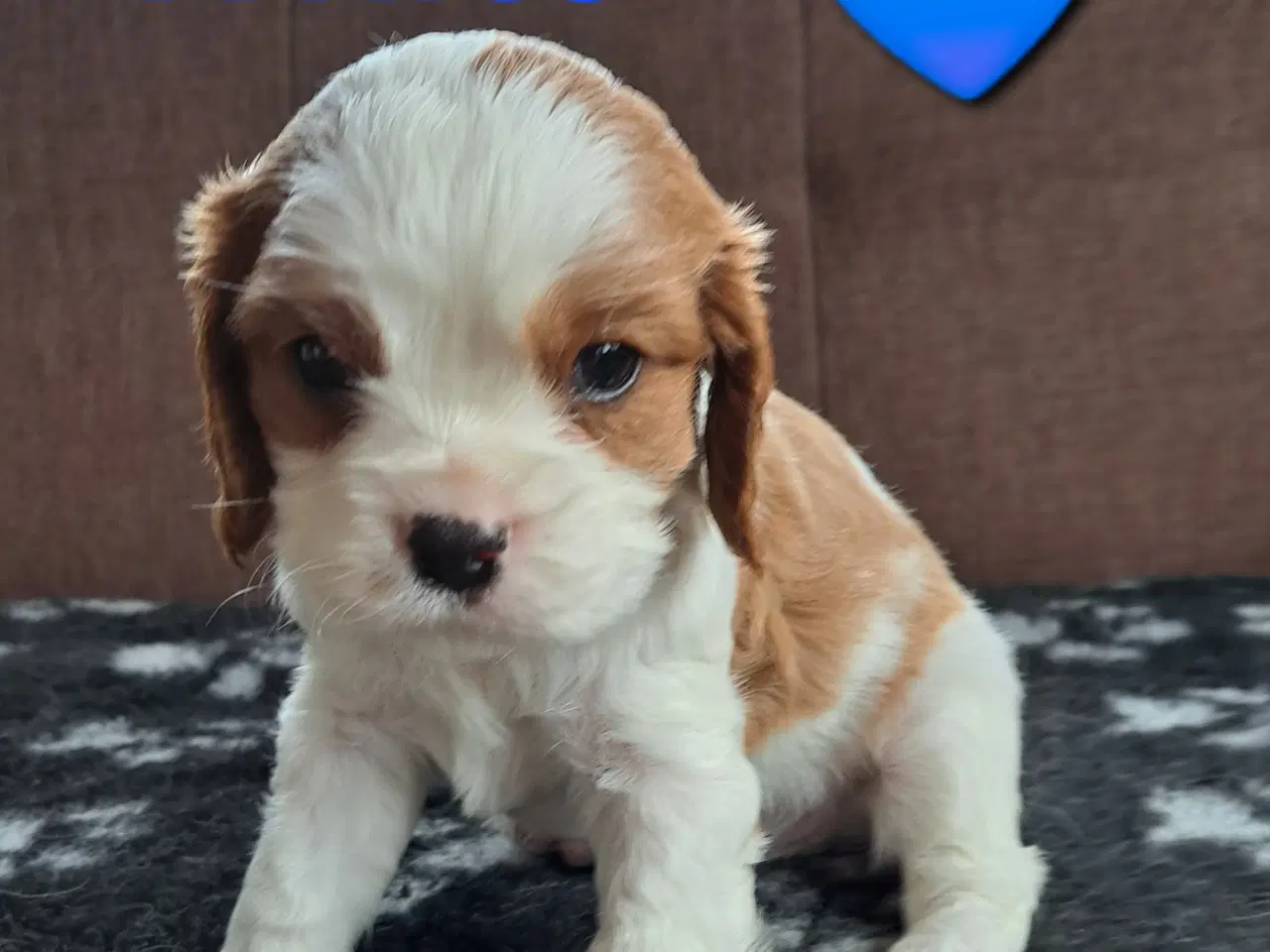 Billede 4 - Julegave - Cavalier King Charles Spaniel hvalpe