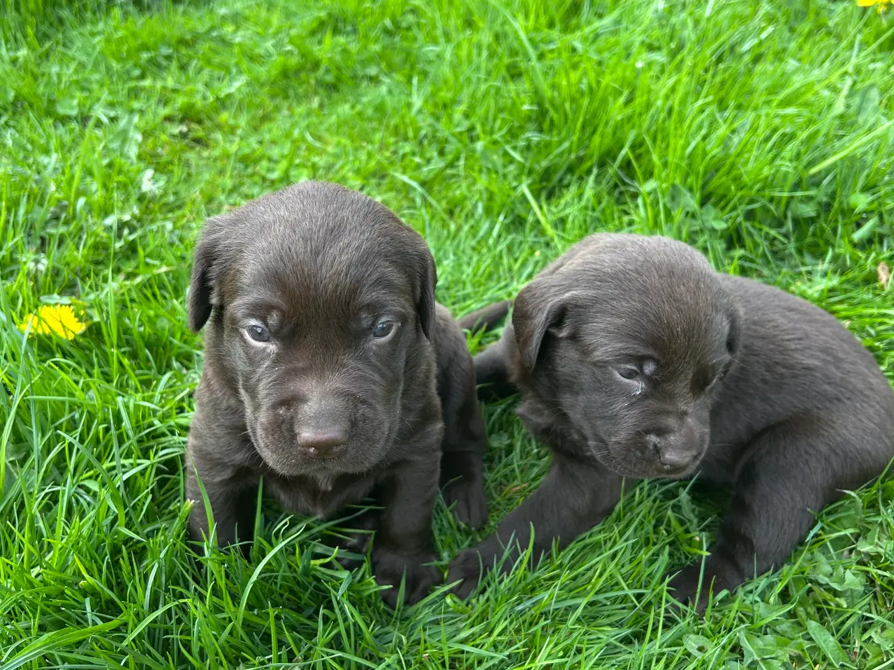Billede 3 - Labradorhvalpe, brune