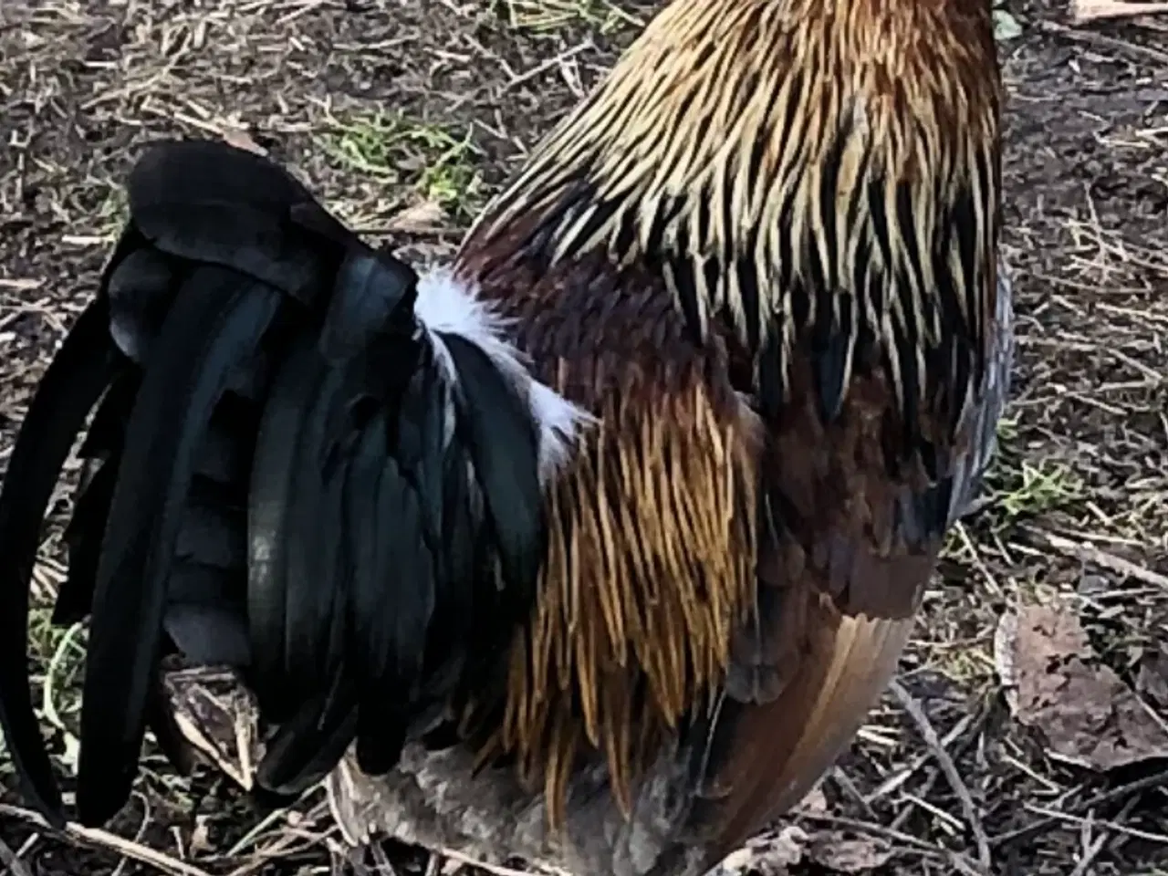 Billede 2 - Dværghaner fra 2025