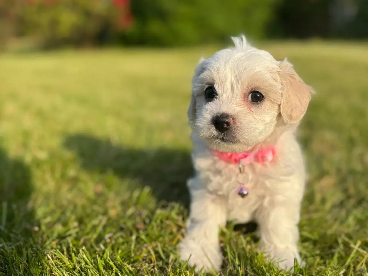 Billede 5 - ✨ Bichon hvalpe ❤️
