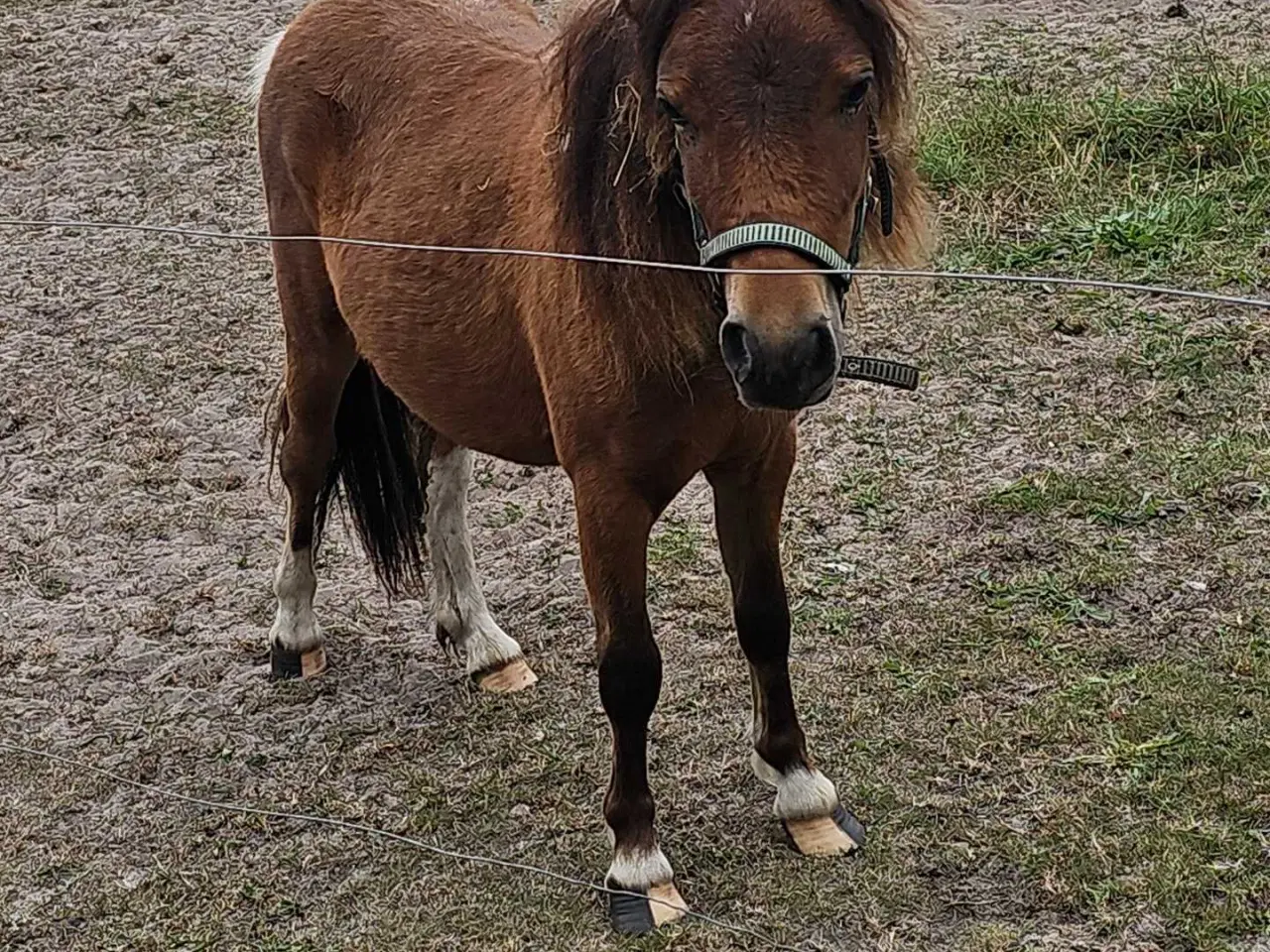 Billede 6 - Betten meget sød hingst 