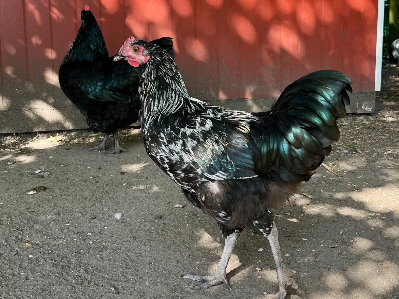 Billede 2 - 4 smukke haner blanding Australorps/ lys sussex