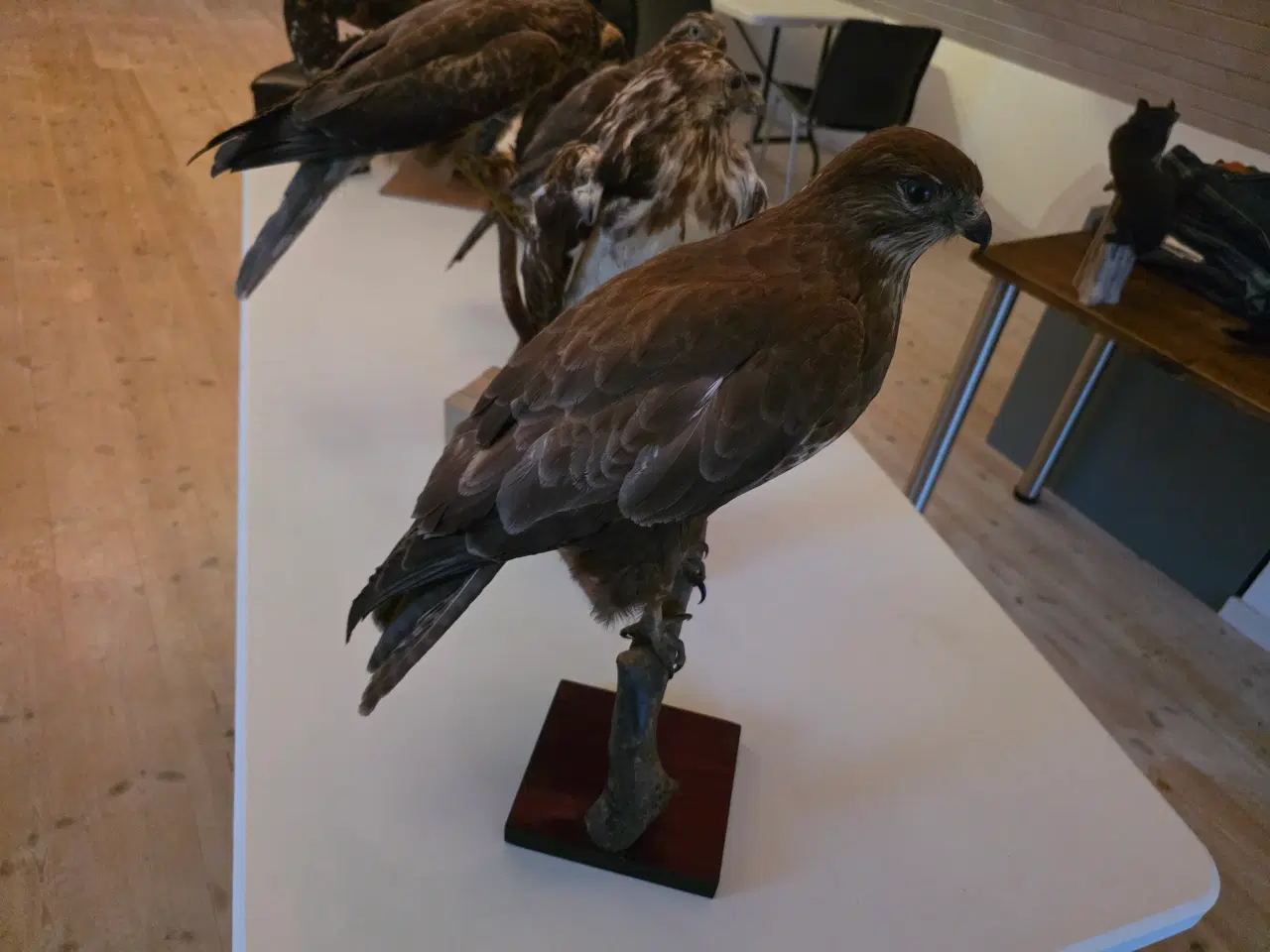 Billede 3 - Rovfugle, sælges samlet eller hver for sig