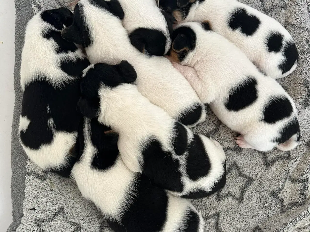 Billede 3 - Dansk svensk gårdhund hvalpe (DKK stambogsførte)