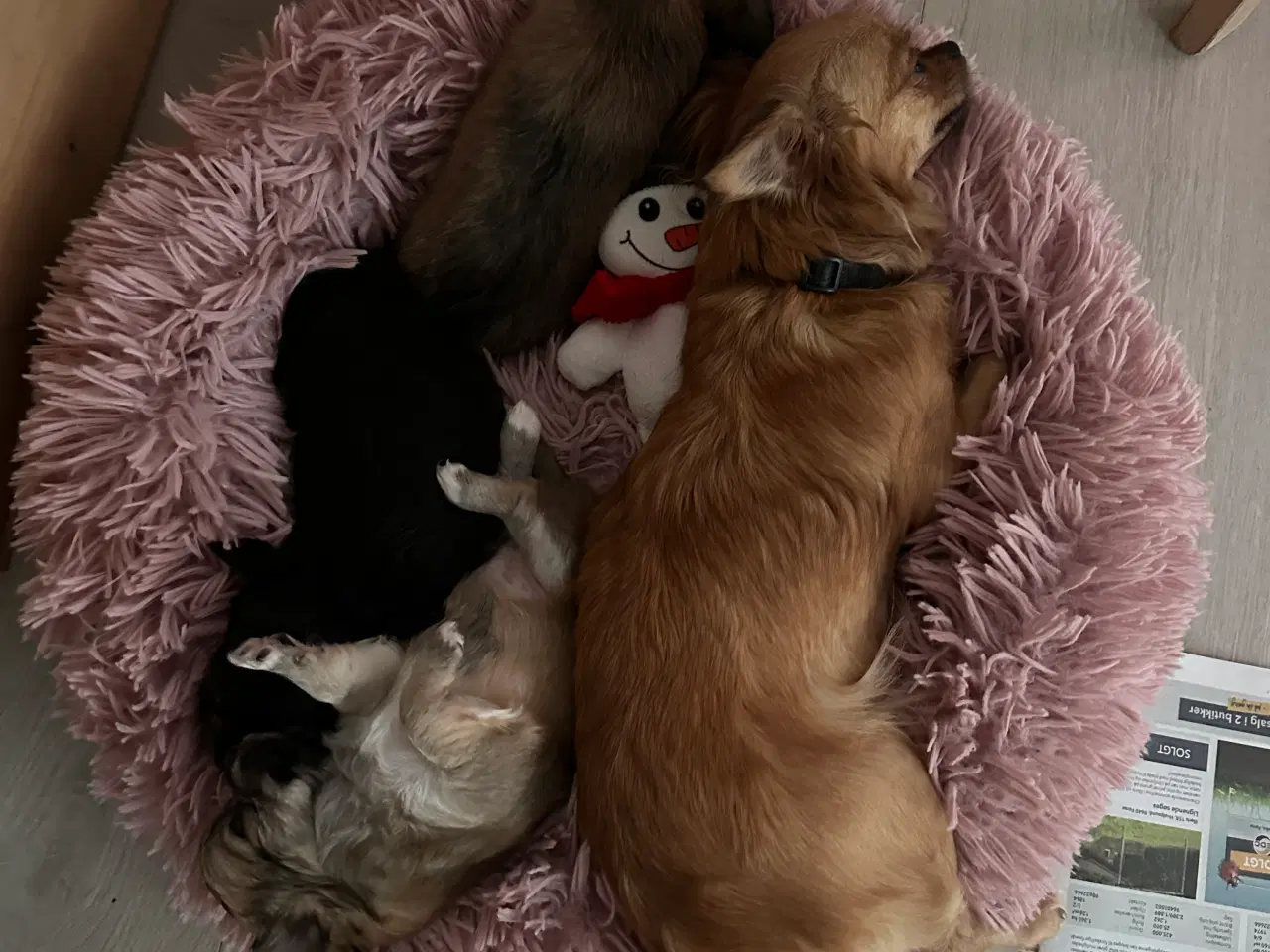 Billede 1 - Chihuahua hvalpe