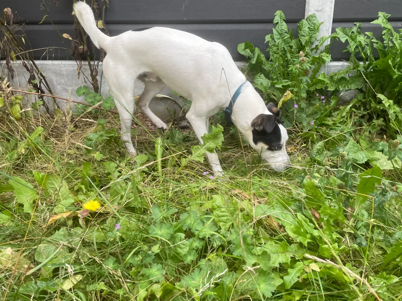 Billede 4 - Dansk svensk Gårdhund 