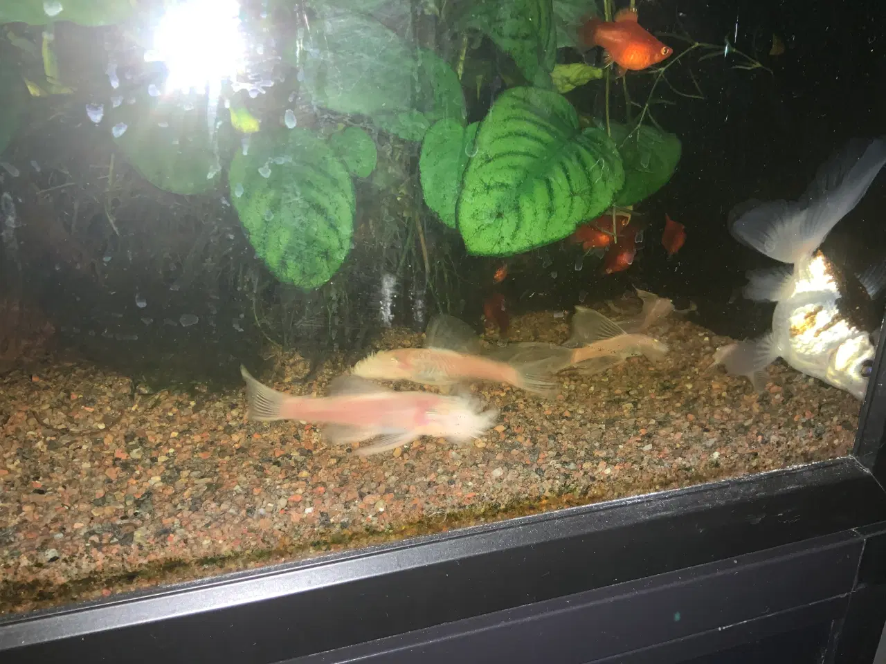 Billede 2 - Slørhaler x 2 panda