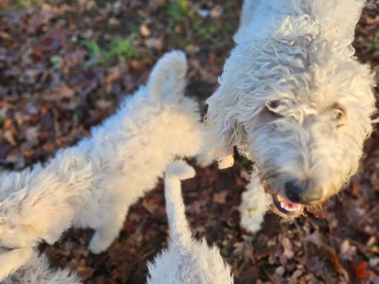 Billede 8 - Labradoodle  hvalpe 1 tæve og hanner