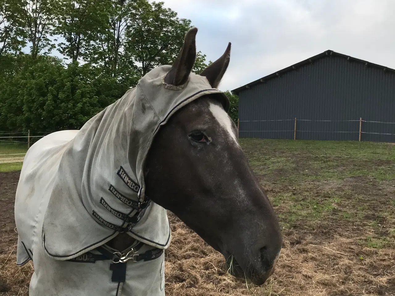 Billede 4 - Knapstrupper/oldenborg vallak