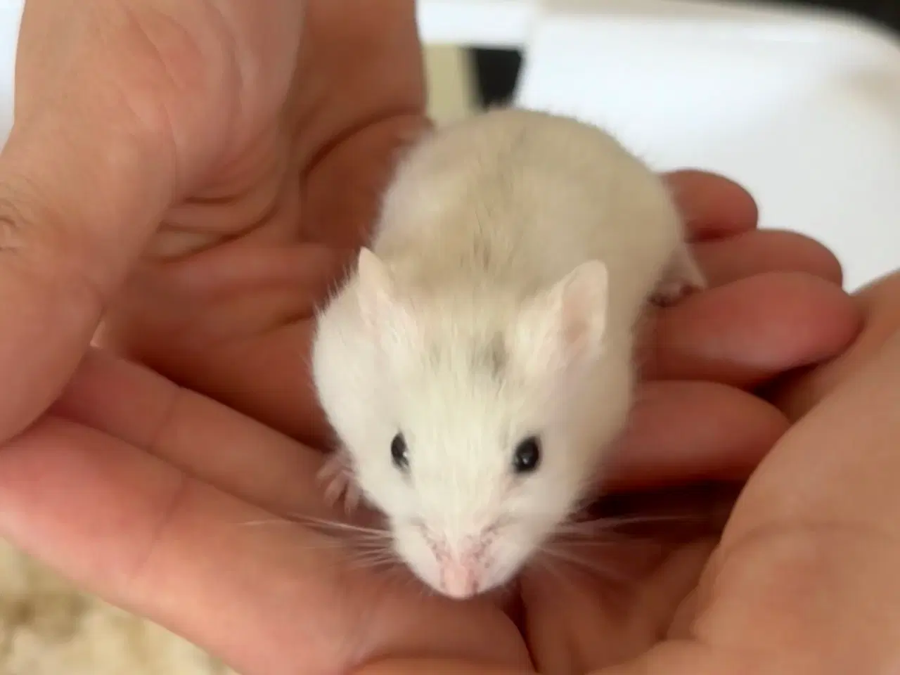 Billede 3 - Hamsterunger - dværghamster