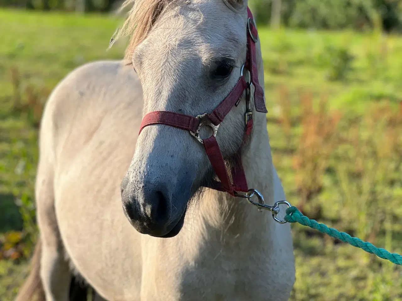 Billede 1 - Lækker hingst føl