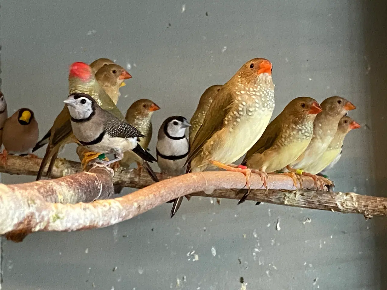 Billede 1 - Småfugle