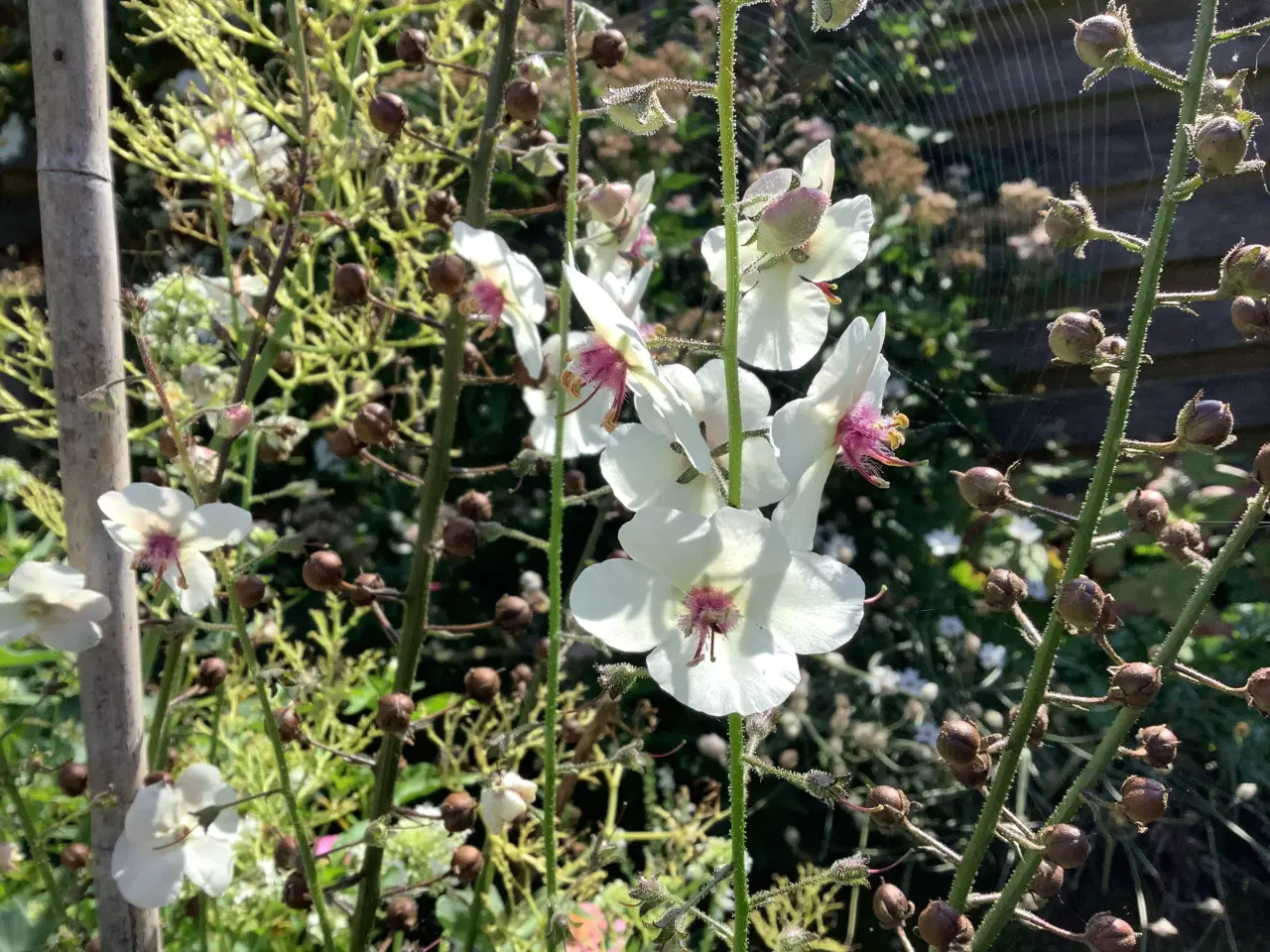 Billede 2 - Staude frø: , Verbascum Blattaria / Kongelys