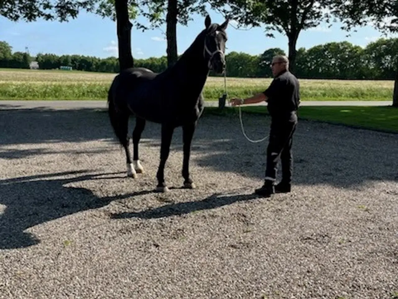 Billede 2 - bedækning oldenborg hingst