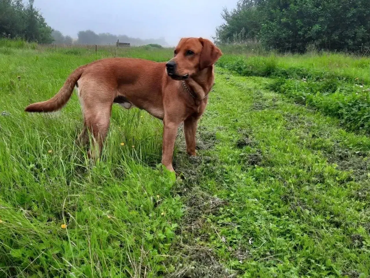 Billede 4 - Røde labrador hvalpe