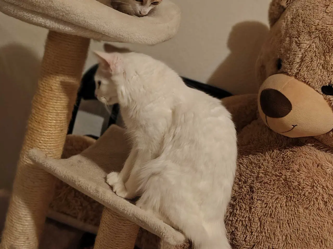 Billede 5 - To Maine Coon, blandings killinger 🐈