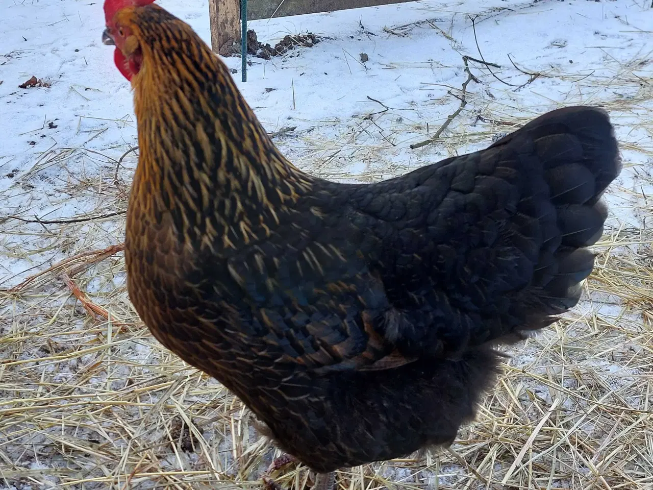 Billede 4 - Rugeæg fra min regnbuehønsegård