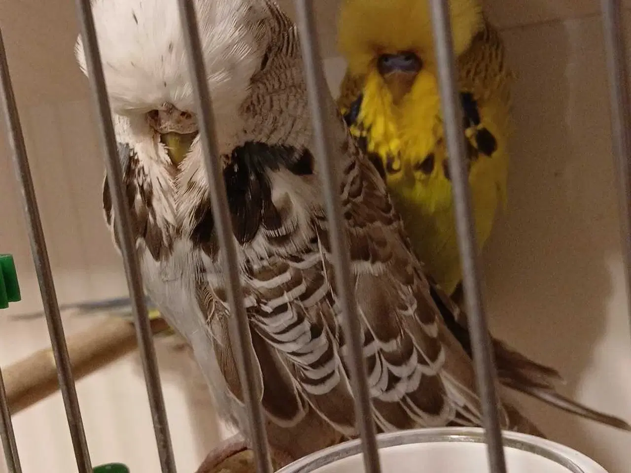 Billede 9 - 1 par Engelske undulater 