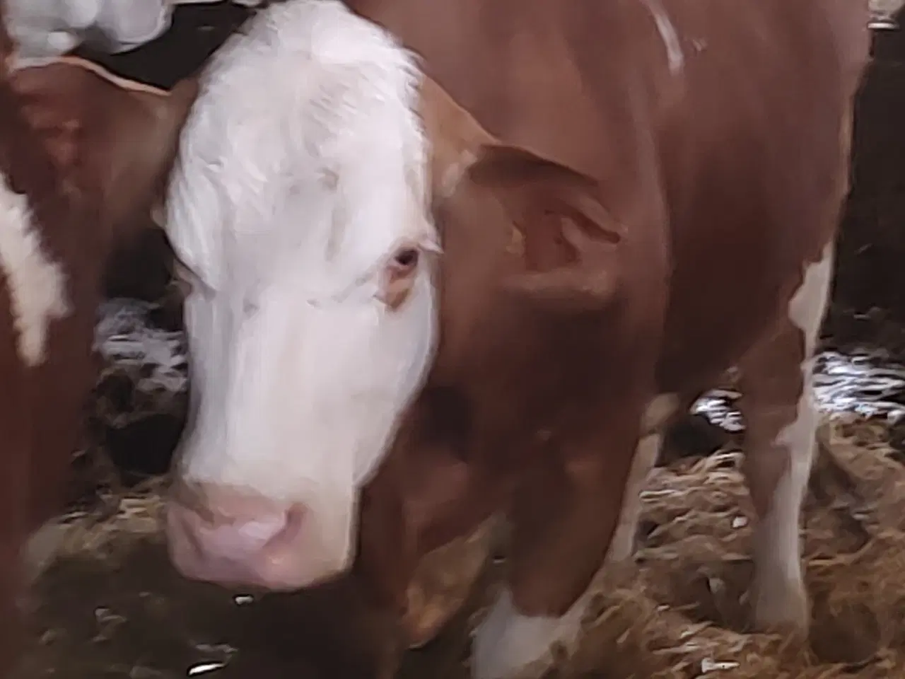 Billede 2 - Simmentaler 