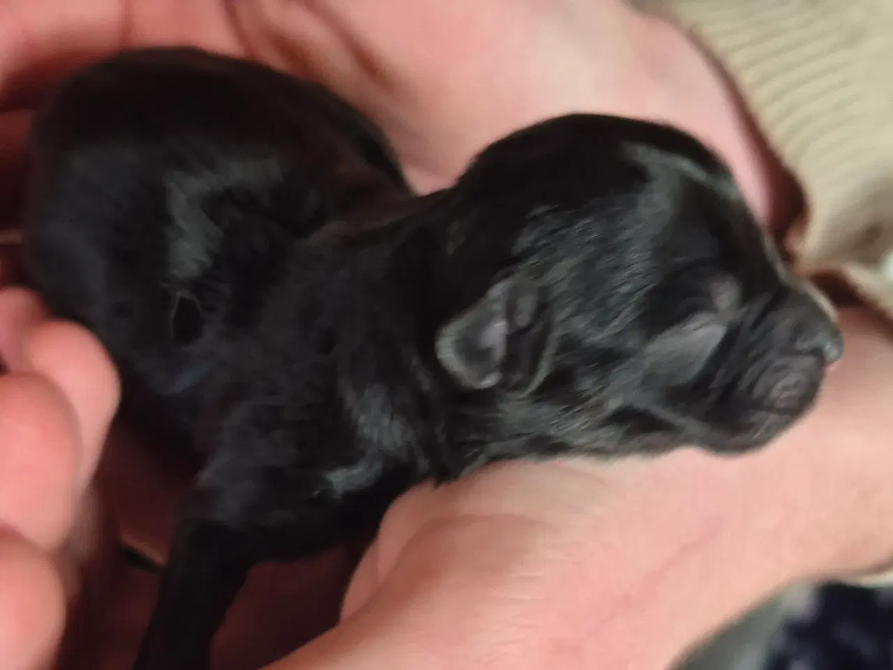 Billede 6 - CC Hunde hvalpe