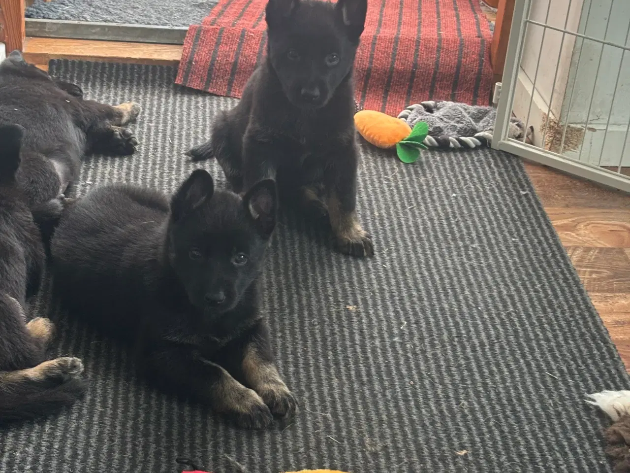 Billede 5 - Schæferhundehvalpe 8 uger den 31-8-25
