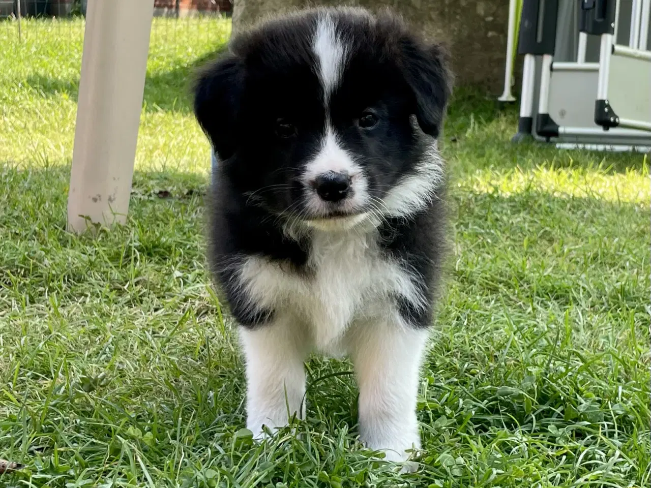 Billede 2 - Border Collie Hvalpe