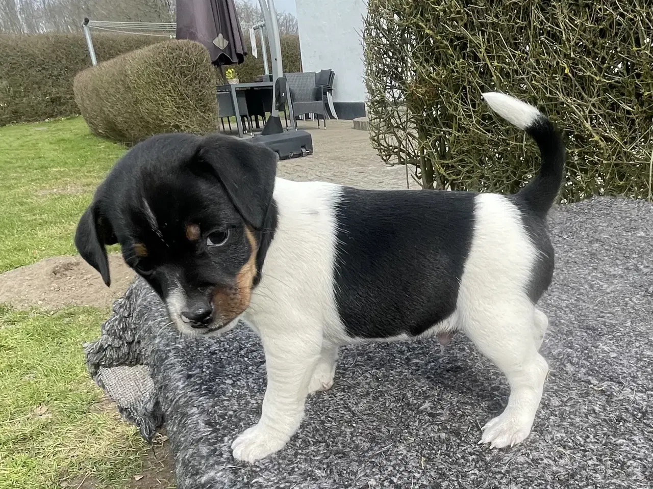 Billede 2 - Hanhvalp med DKK stambog