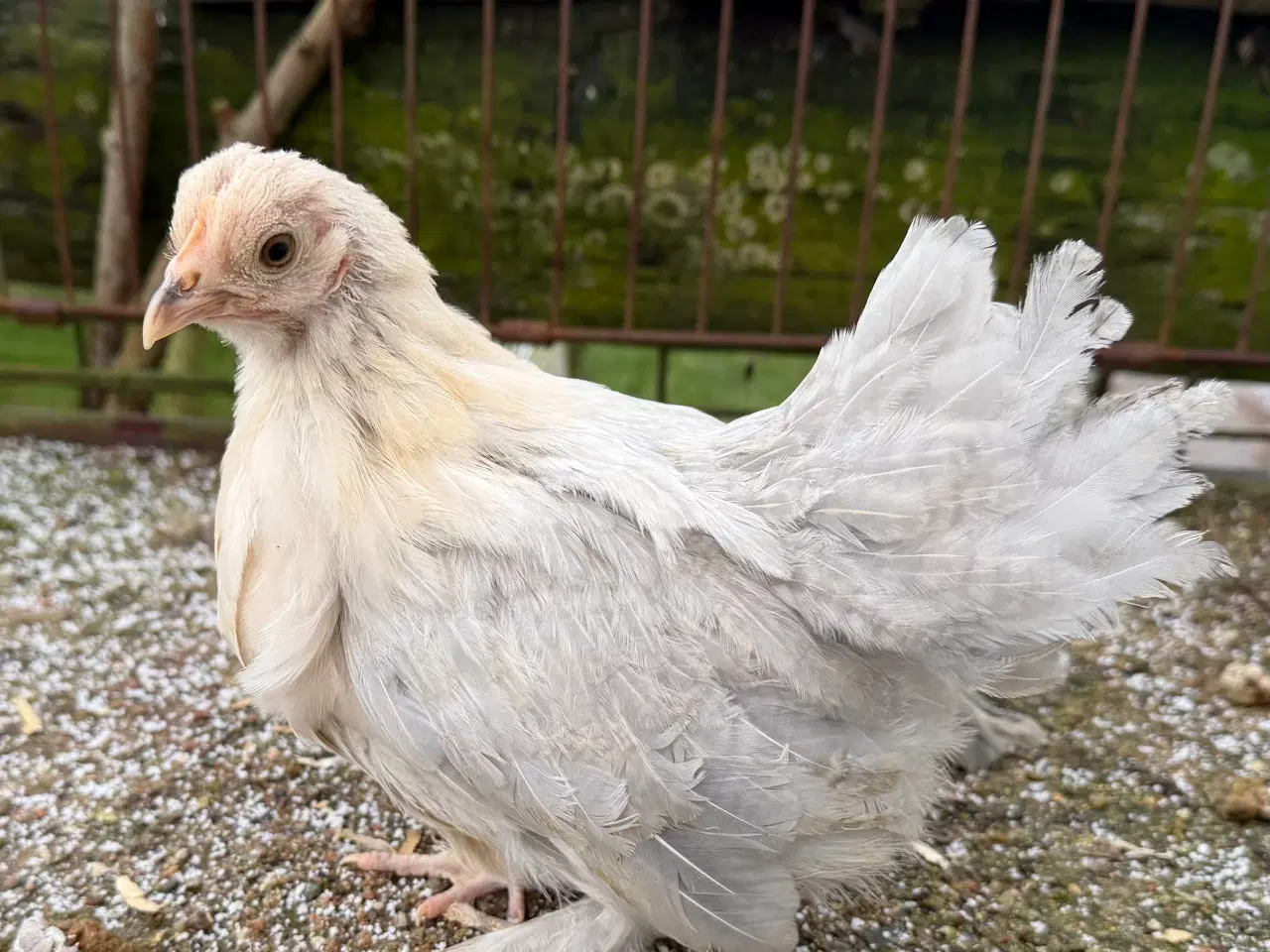 Billede 4 - Mindste hønse race