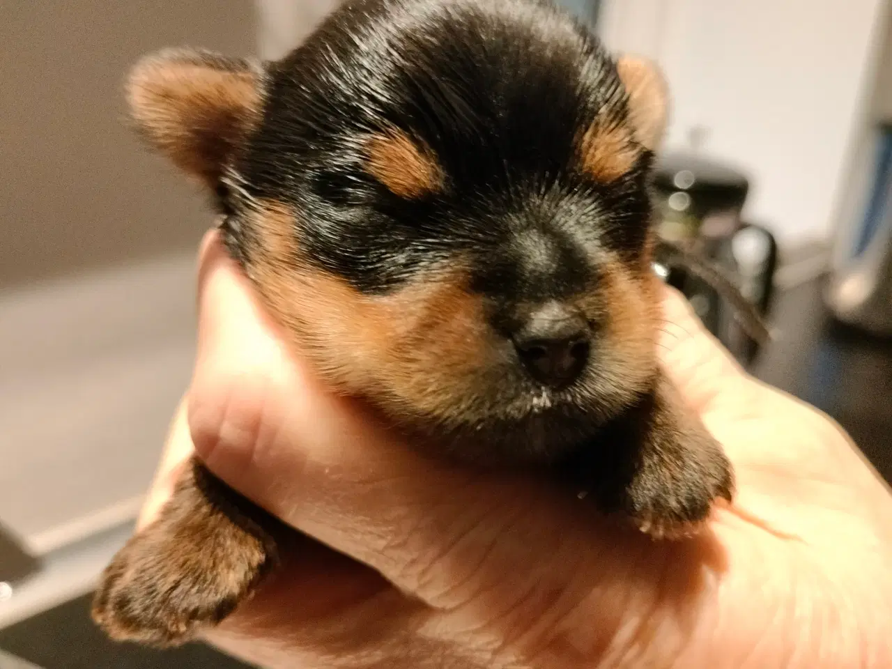 Billede 2 - Små søde Yorkshire Terrier hvalpe 