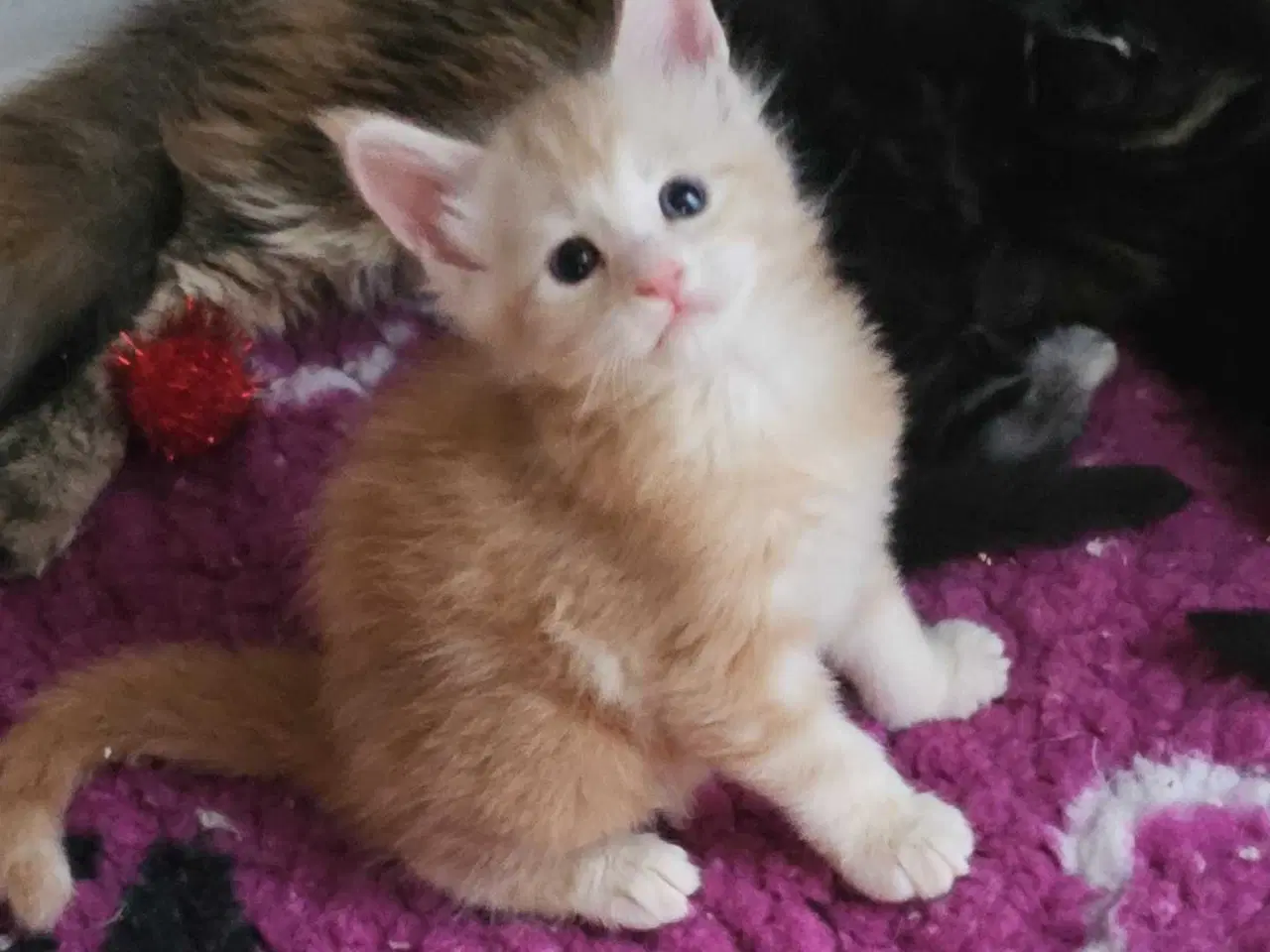Billede 4 - Maine coon med stamtavle