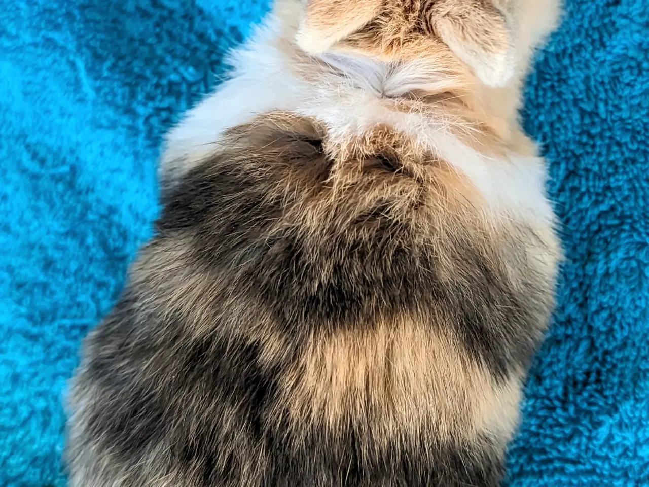 Billede 6 - Hermelin kaninunge sælges 