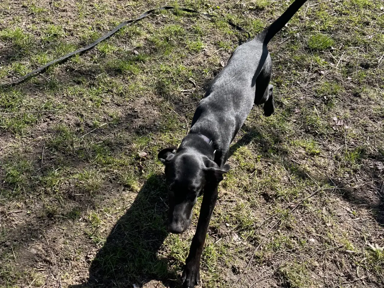 Billede 3 - 2 søde og aktive Dobermann blandingshvalpe