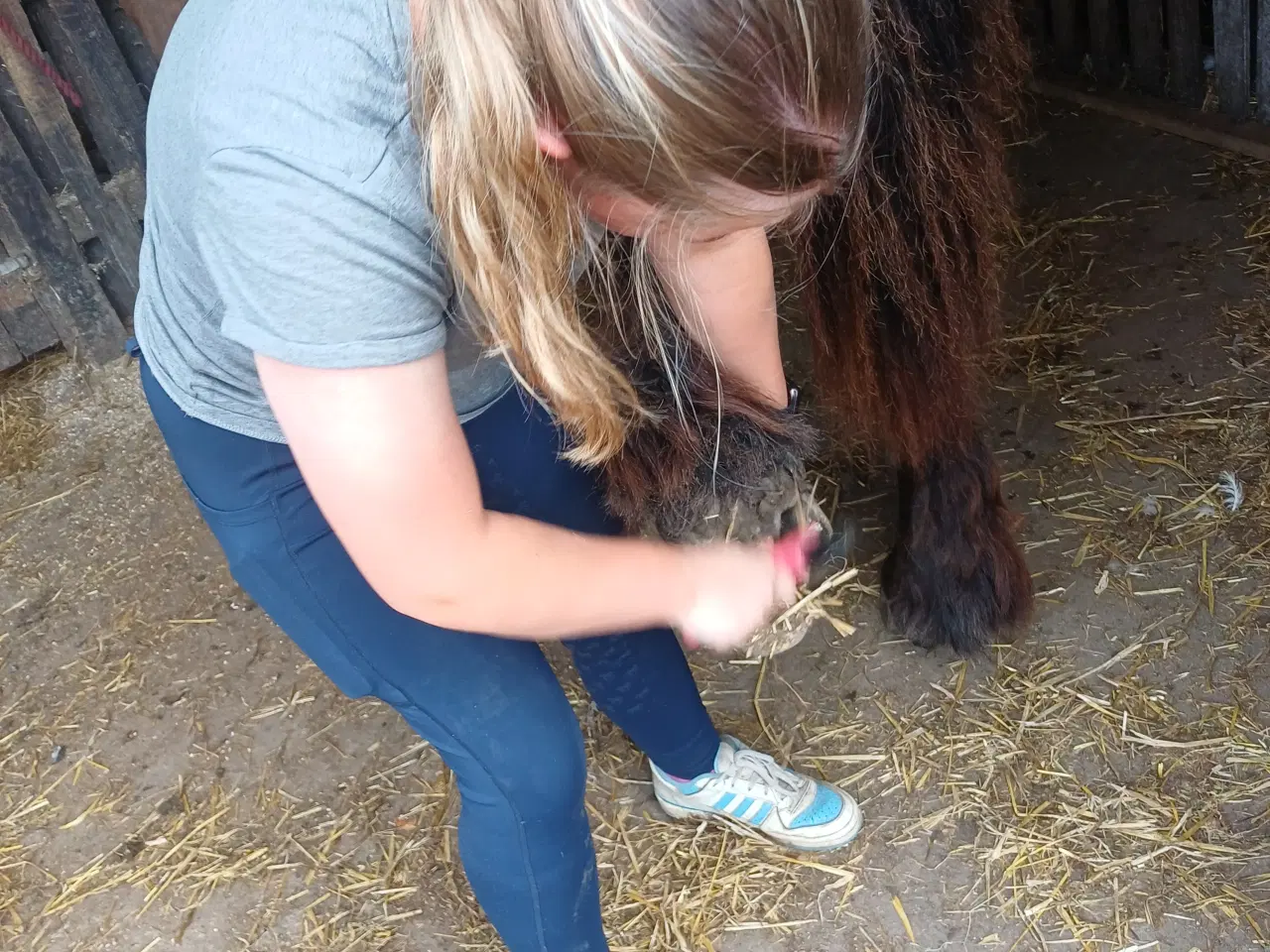 Billede 13 - 1 årig Jyskhest hingst sælges